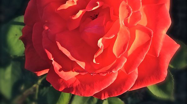 flower-feminine-pic